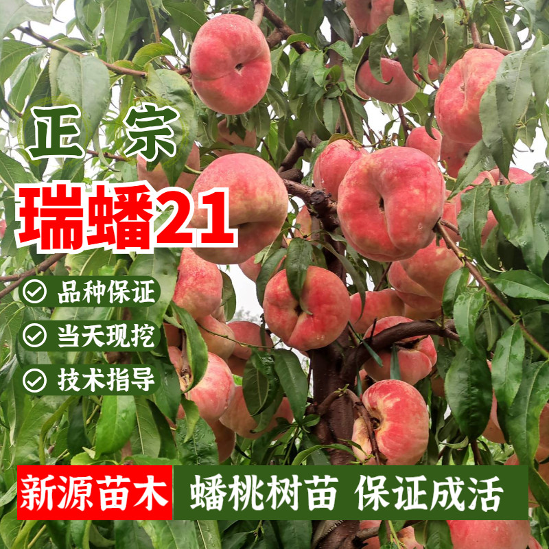 瑞蟠21号桃树苗嫁接晚熟蟠桃苗盆栽果苗地栽南方北方种植当年结果