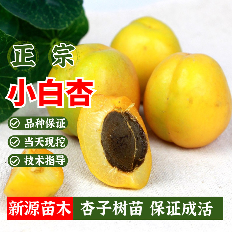 甜杏苗新疆小白杏树苗嫁接杏子树果苗盆栽庭院地栽南方北方种植