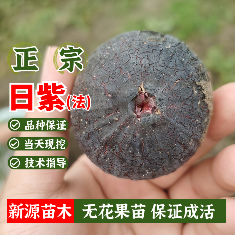 日本紫果日紫法紫无花果苗甜糖心阳台盆栽果树苗庭院地栽当年结果