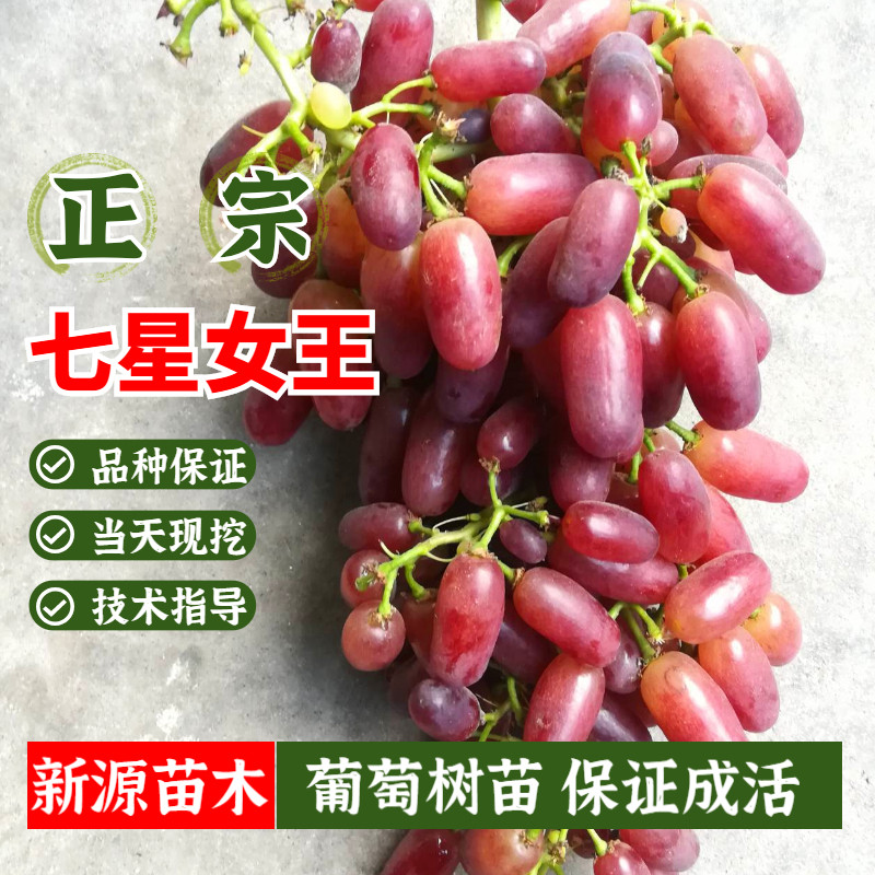 新品种七星女王葡萄树苗无核美人指葡萄苗早熟北南方种植当年结果