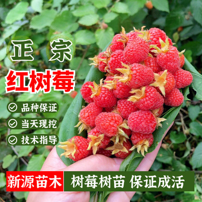 红树莓苗可盆栽地栽种植浆果树苗