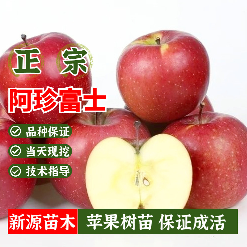 嫁接阿珍富士苹果苗盆栽地栽南方北方种植全红高桩特大当年结果苗