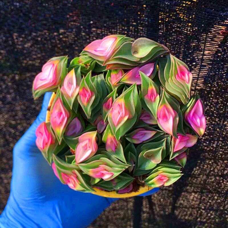 重扇锦一帆风顺多肉植物稀有品种罕见精美阳台绿植盆栽防辐射花卉