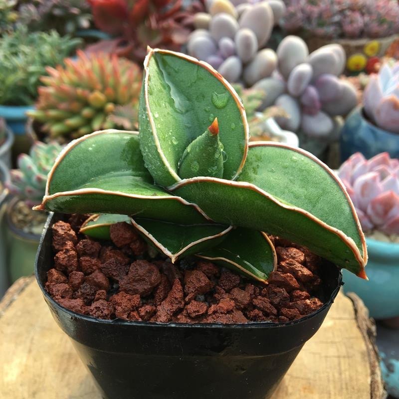 奇趣植物玫瑰武士龙舌兰科虎尾兰属多肉植物美观防辐射盆栽