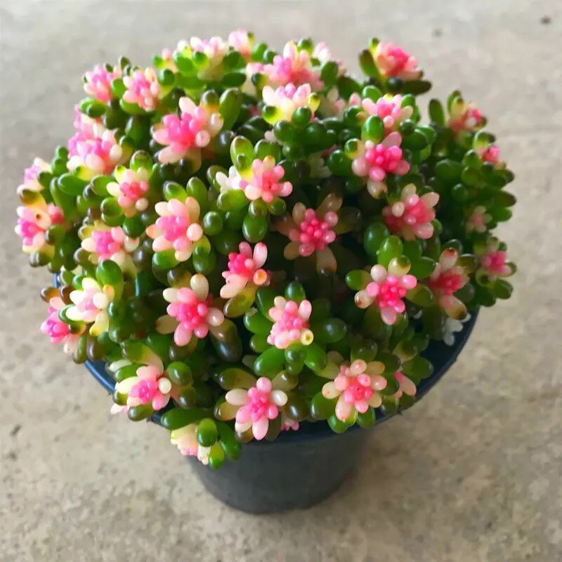 红心浆果彩色浆果锦多肉植物盆栽红色浆果肉肉易爆盆阳台绿植花卉