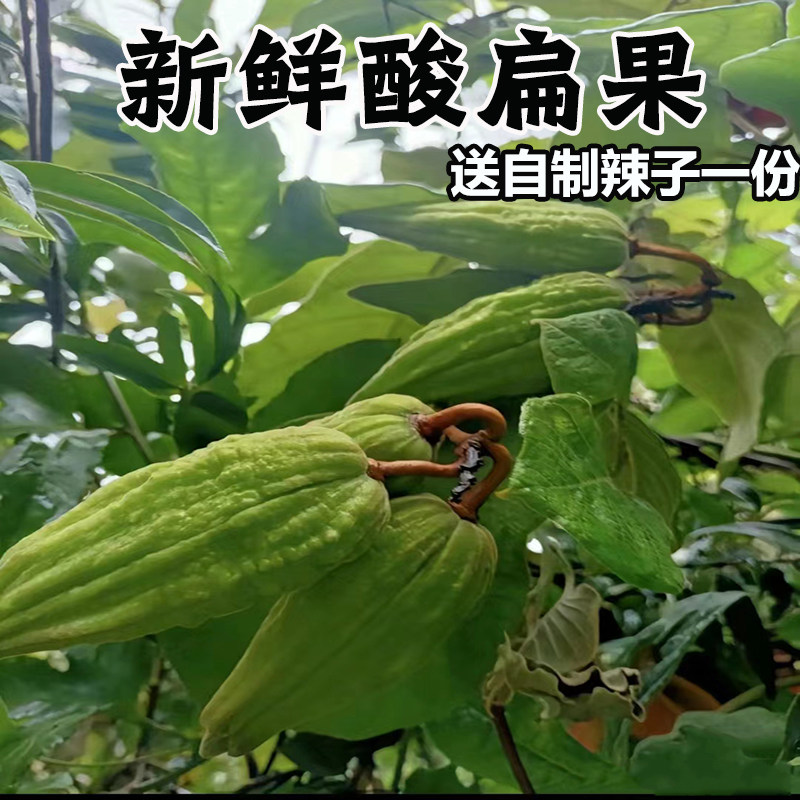 鲜云南新鲜酸扁包邮果野生酸果子毛车藤酸果藤果酸水果食品送蘸料