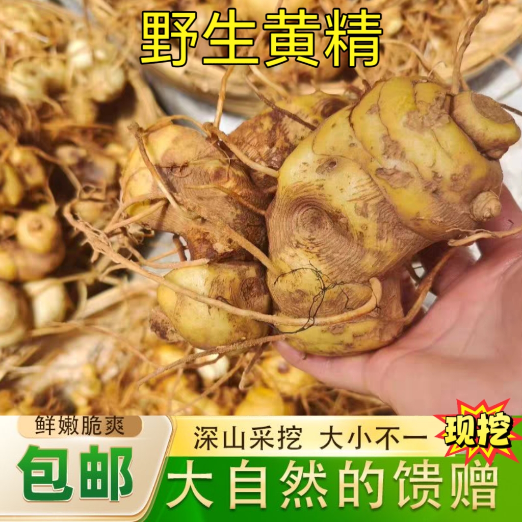 精选五年以上现挖新鲜黄精老虎姜鸡头参煲汤泡酒炖鸡滋补食材