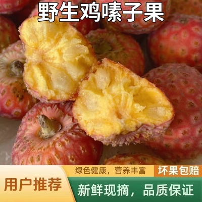 云南高山野生鸡嗉子果山荔枝