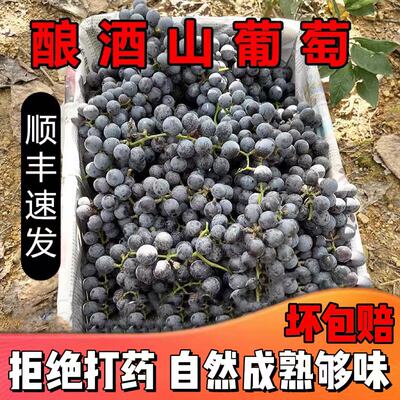 酿酒葡萄山野葡萄酿酒专用广西野生葡萄自酿葡萄酒当季新鲜整箱