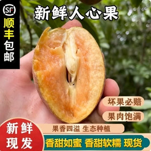 顺丰海南人心果大果 新鲜当季孕妇水果现摘稀罕见养生人参果 速发
