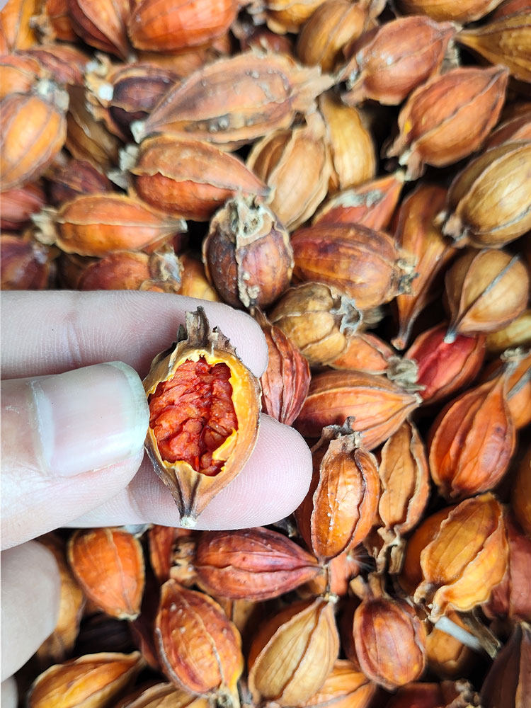 正宗食用山栀子黄栀子地道中药材泡茶卤菜上色跌打不熏硫包邮栀子