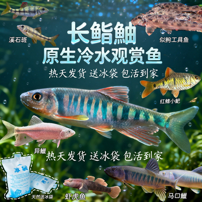 长鳍鱲好养淡水鱼马口网红不加温