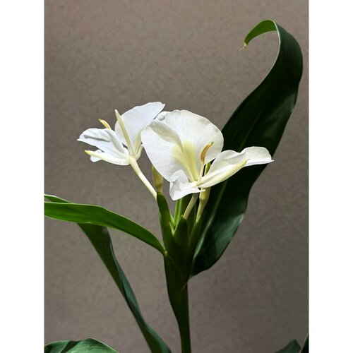 白姜花带芽根块盆栽芳香观花