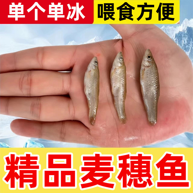 冷冻鱼食专用鱼食虾段麦穗鱼专用