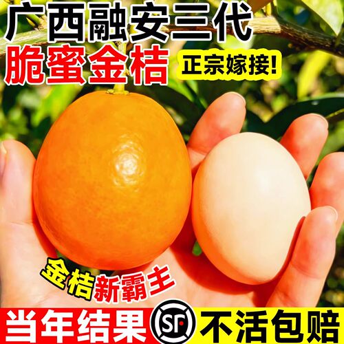 正宗融安第三代脆蜜金桔树苗大果