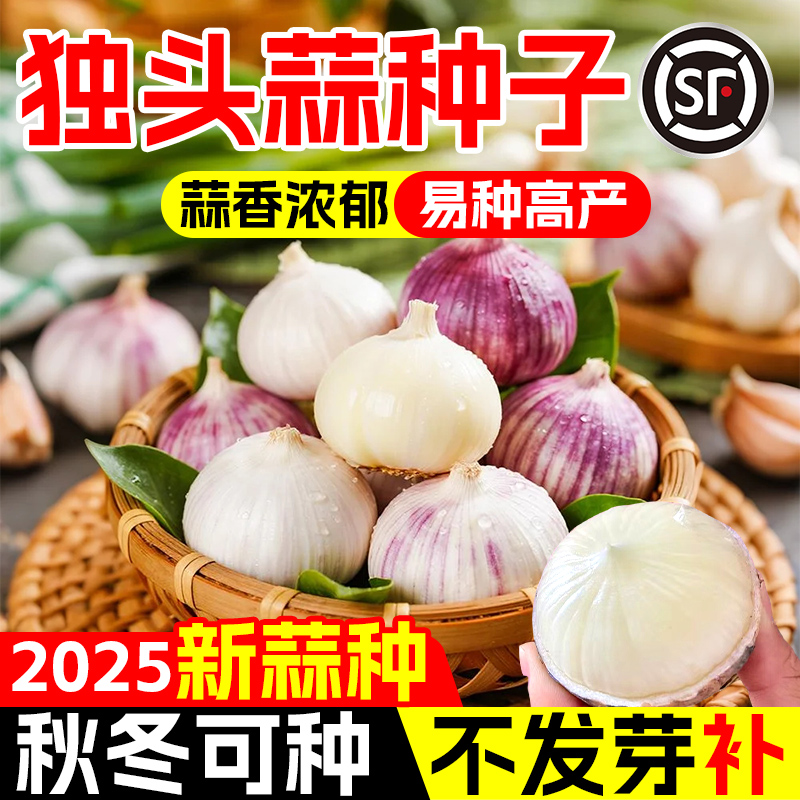 正宗独头蒜种子紫皮农家全国通用