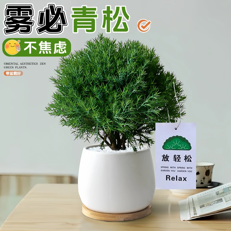 放青松绿植雾室内小盆栽凇