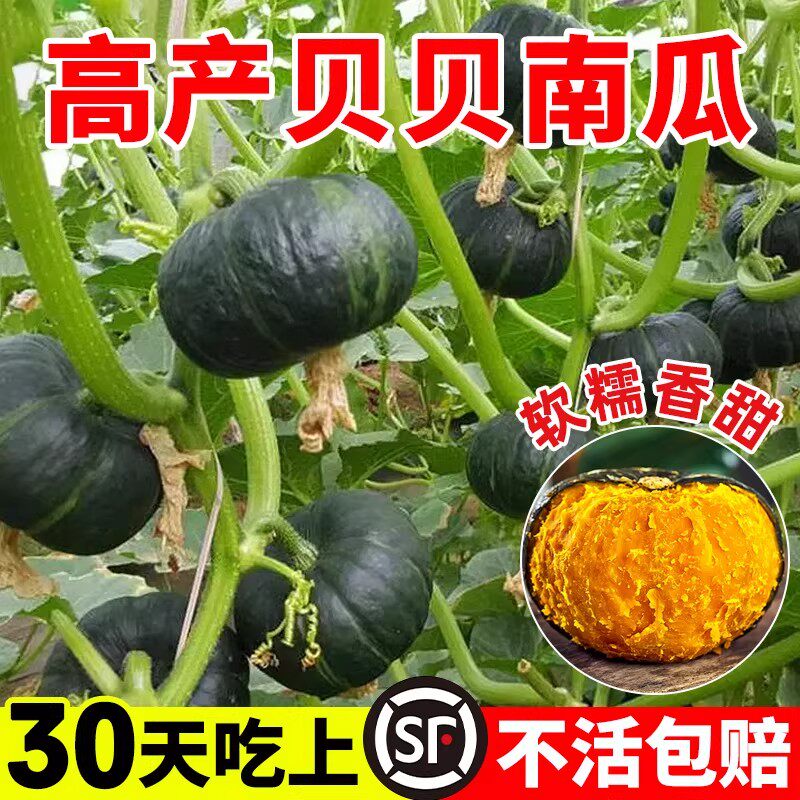 绿贝贝南瓜种籽栗味小南瓜种子高产食用绿板栗南瓜种孑子四季菜种