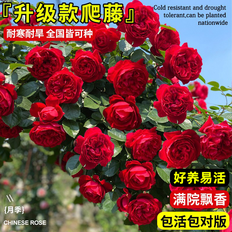 蔷薇花苗藤本月季大浓香庭