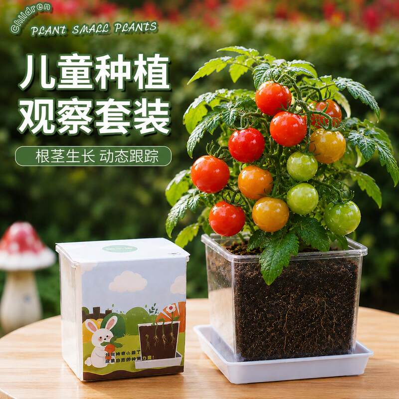 种植小盆栽儿童小番茄学生套装凤仙花向日葵草莓种籽实验植物种子