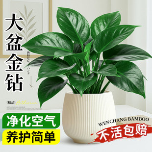 大叶金钻绿公主盆栽带花苞水培植物室内好养新房净化空气四季绿植