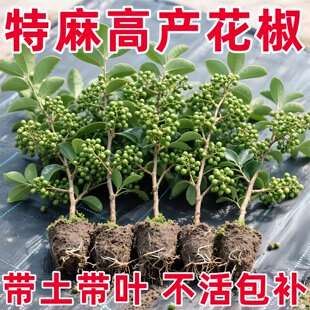 正宗藤椒树苗四川汉源青花椒椒无刺花椒绿花椒麻椒苗花椒苗树地栽
