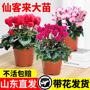 仙客来盆栽带花苞室内客厅花卉重瓣年宵花好养大花苗观花植物易活