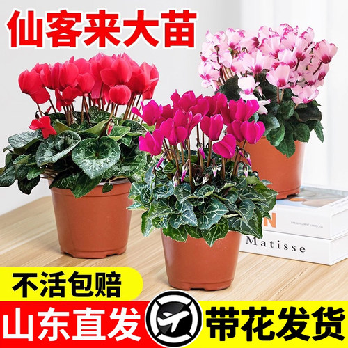 仙客来盆栽带花特大号兔子花卉植