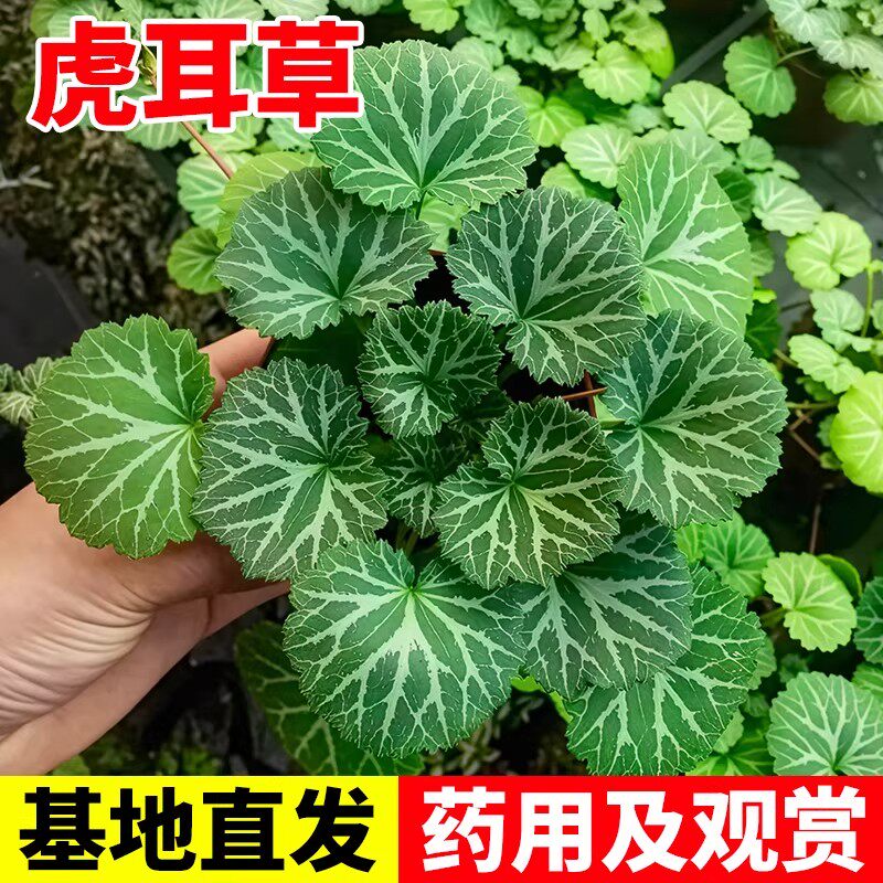 虎耳草观赏及药用价值新鲜植物别名吊金钱苗虎耳草盆栽金丝荷叶苗