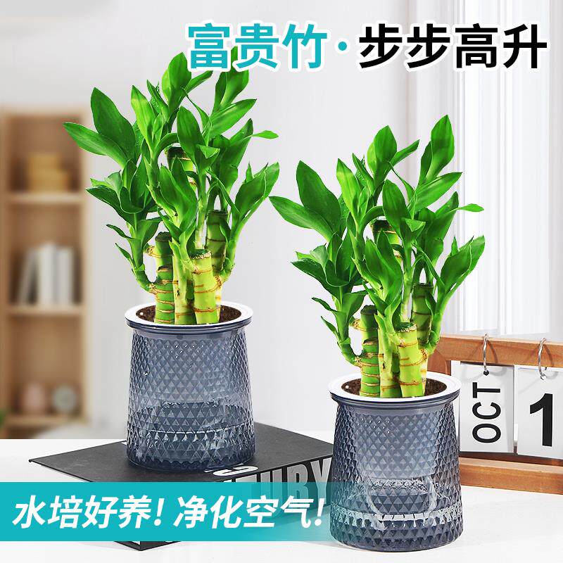 富贵竹盆栽招财竹步步高办公室内植物水培好养桌面绿植四季好养活