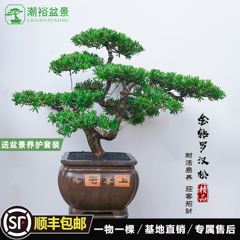 正宗罗汉松树苗盆景真树老桩造型盆栽别墅客厅庭院造景旺宅迎客松