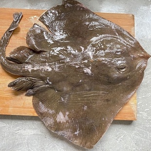 免费杀鱼鲜冻整条老板鱼魔鬼鱼新鲜鲜活冷冻海鲜鲽鱼老子鱼瑶鱼