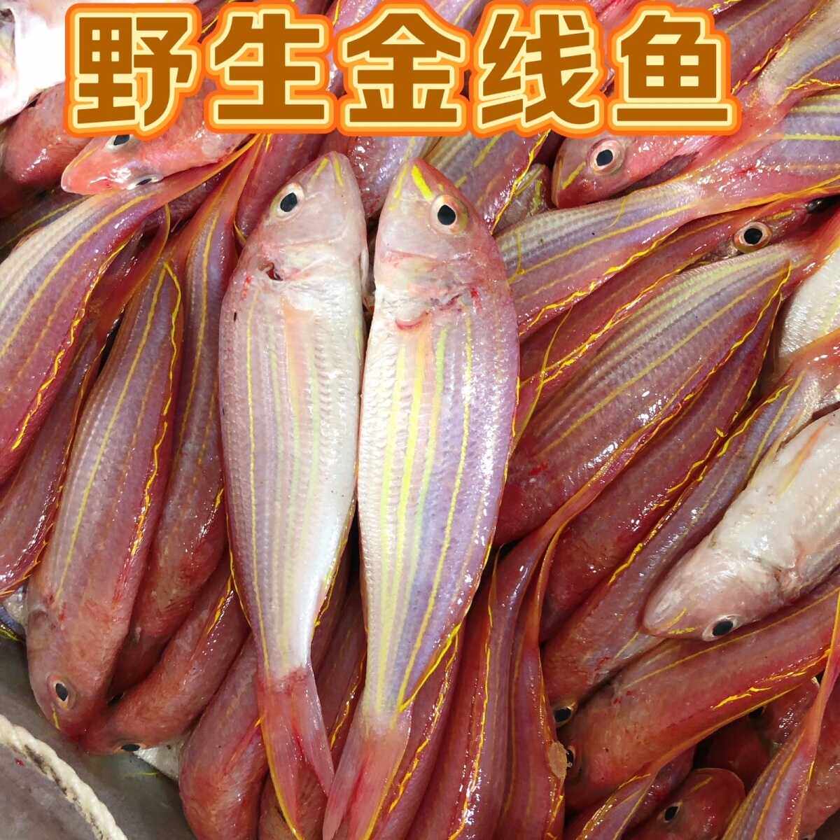 新鲜海捕冷冻包邮金线鱼