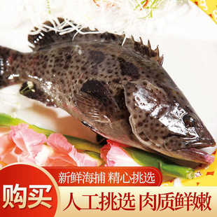 新鲜石斑鱼鲜活冷冻野生老虎斑海鲜水产深海龙趸龙胆鱼黑石斑鱼