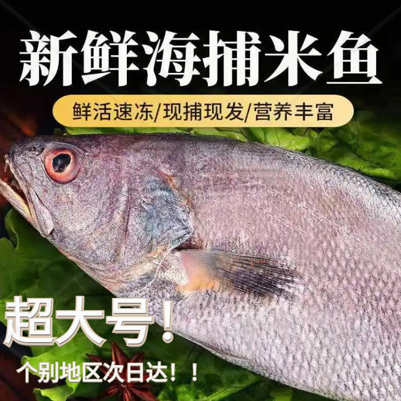 新鲜深海野米鱼冷冻鳘鱼大鮸鱼