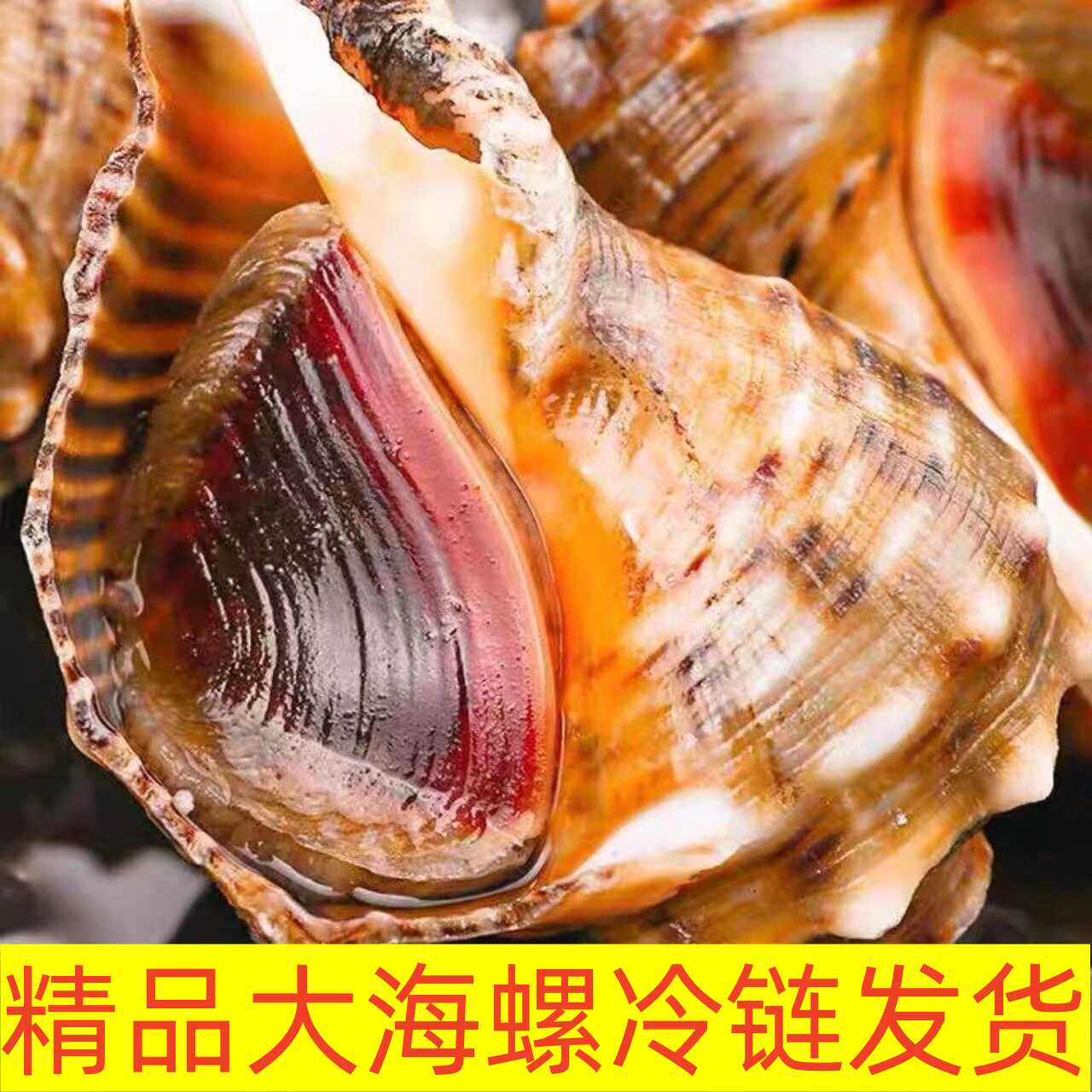 鲜活野生小中特大贝壳海螺