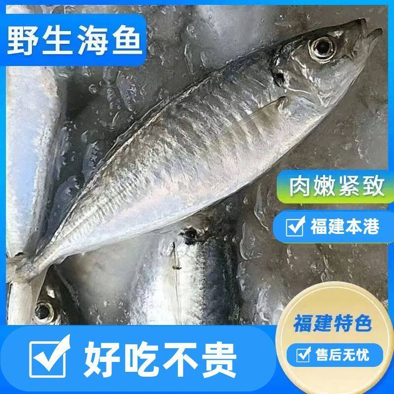 福建纯野巴浪鱼新鲜冷冻棍子鱼海捕水产海鱼巴浪鱼冰鲜冷冻一整箱
