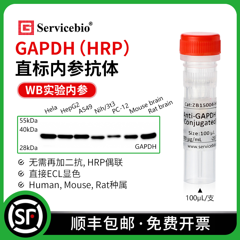 赛维尔 GAPDH 直标内参抗体 HRP偶联 WB无需二抗 直接ECL显