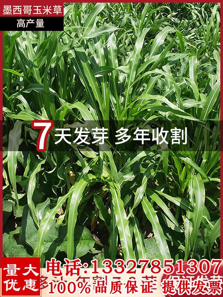 墨西哥玉米种子南北方多年生黑麦草高丹草苜蓿牛羊鱼草籽牧草种籽