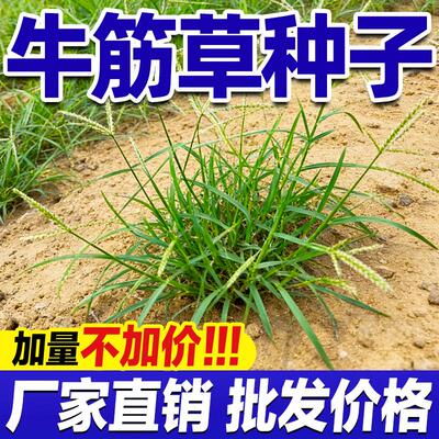 进口牛筋草坪草籽四季常青