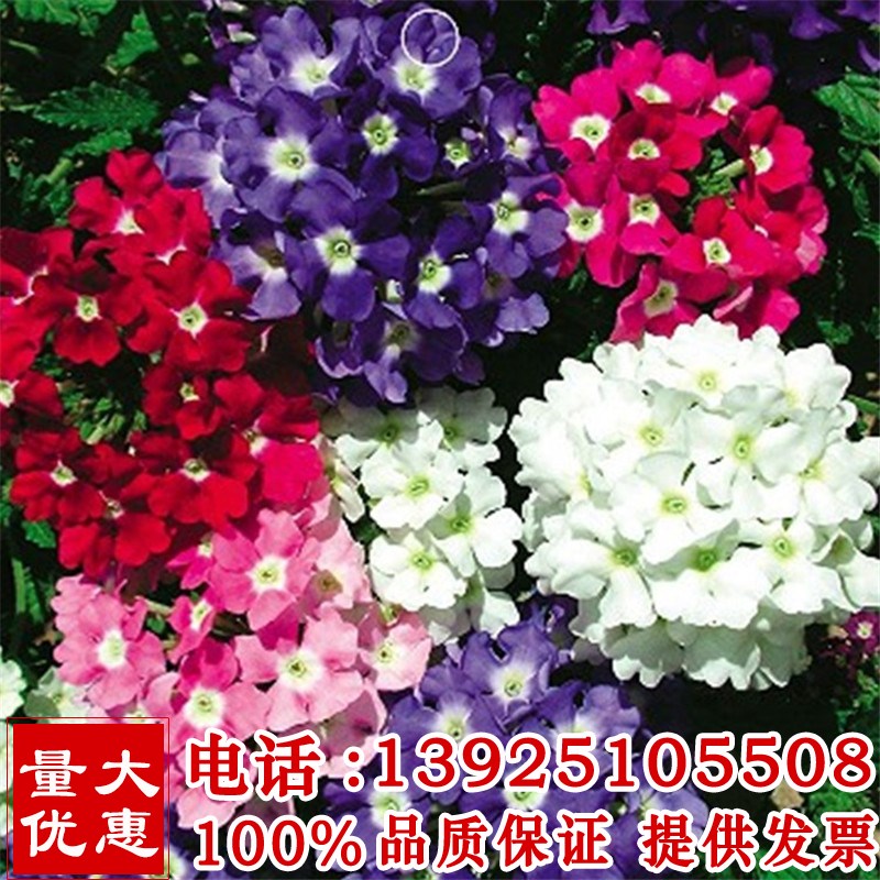 美女樱 种子 四季 开花 北方 多年生 室外