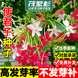 使君子种子重瓣爬藤植物水君子庭院阳台耐热花卉绿植驱蚊庭院花卉
