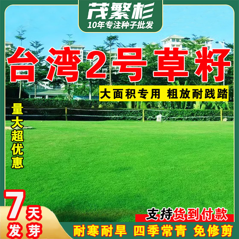 台湾2号草坪种子结缕矮生四季青