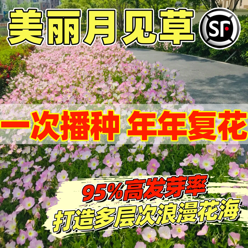 美丽月见草种子粉花多年生宿根