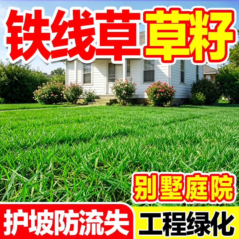 护坡巴根草种子耐旱耐贫瘠防土蚀