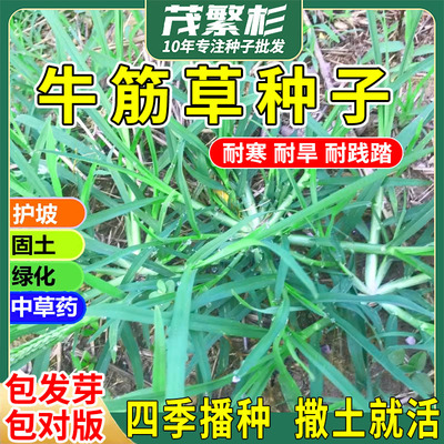 茂繁杉牛筋草种子牧草种籽