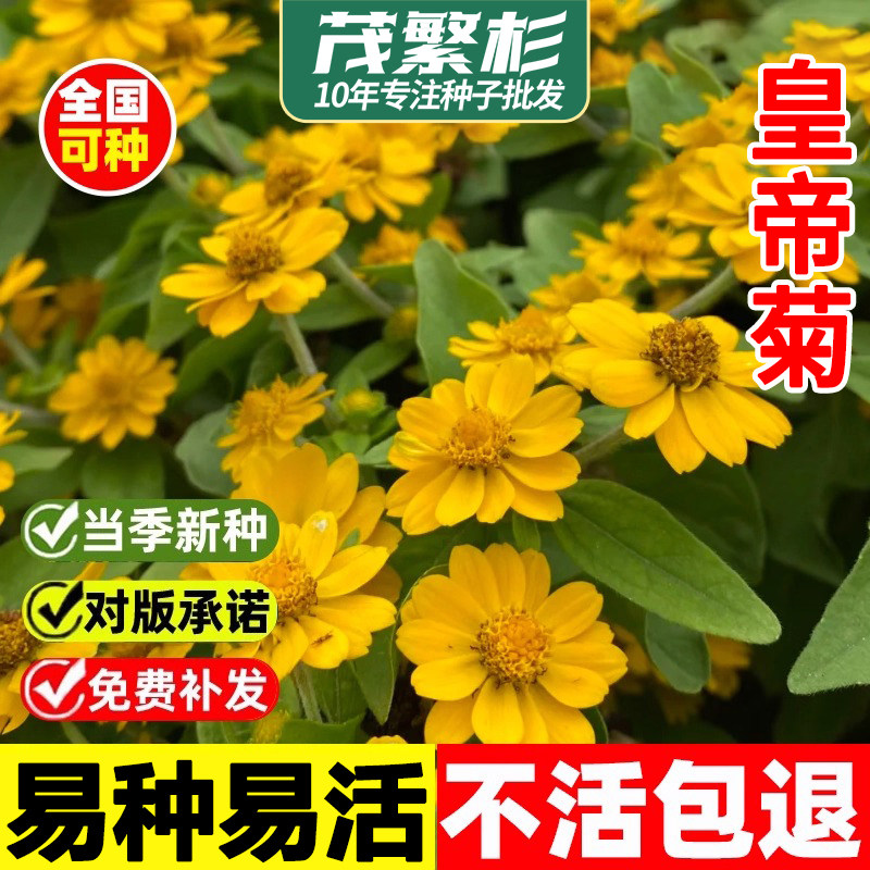 皇帝菊种子矮黄帝菊花美兰菊种籽