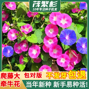 牵牛花种子喇叭花护坡爬藤植物花卉四季开花绿化景观庭院公园花籽