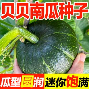 高产贝贝南瓜种子黄贝贝板栗南瓜口感细腻春秋种植蔬菜种籽孑大全