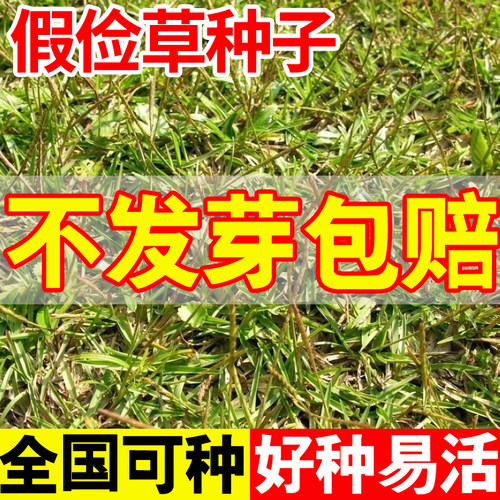 假俭草草籽阔叶草蜈蚣草耐践踏